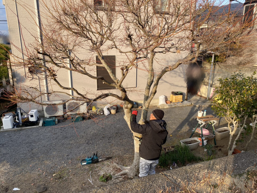 【綾川町Ｓ様邸】庭じまい工事着工⛑｜生垣・庭木・庭石を撤去し、スッキリ雑草対策仕上げにします (株)カインズガーデン