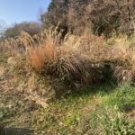 【多度津町Ｓ様所有地】雑草対策工事着工⛑｜伸びた雑草を撤去しスッキリにします (株)カインズガーデン｜香川県の庭仕舞い工事