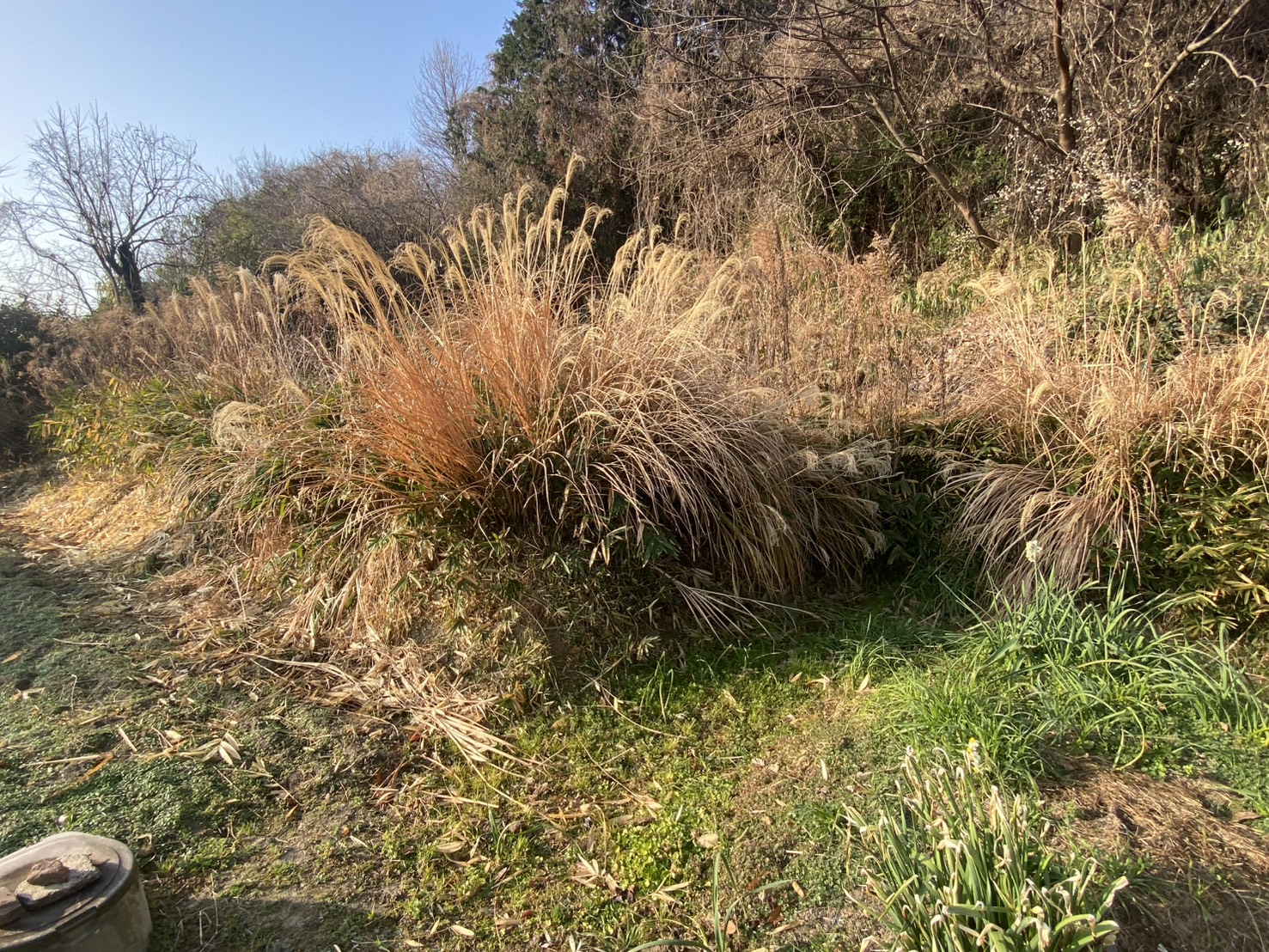 【多度津町Ｓ様所有地】雑草対策工事着工⛑｜伸びた雑草を撤去しスッキリにします (株)カインズガーデン｜香川県の庭仕舞い工事