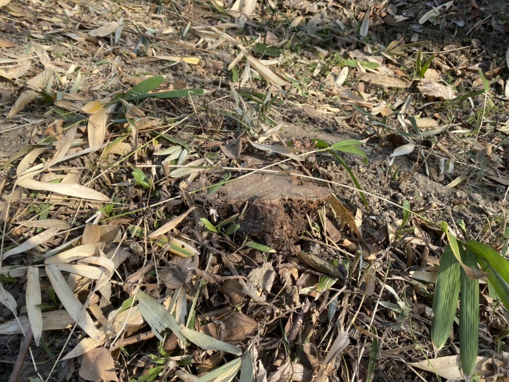 【多度津町Ｓ様所有地】雑草対策工事着工⛑｜伸びた雑草を撤去しスッキリにします (株)カインズガーデン｜香川県の庭仕舞い工事