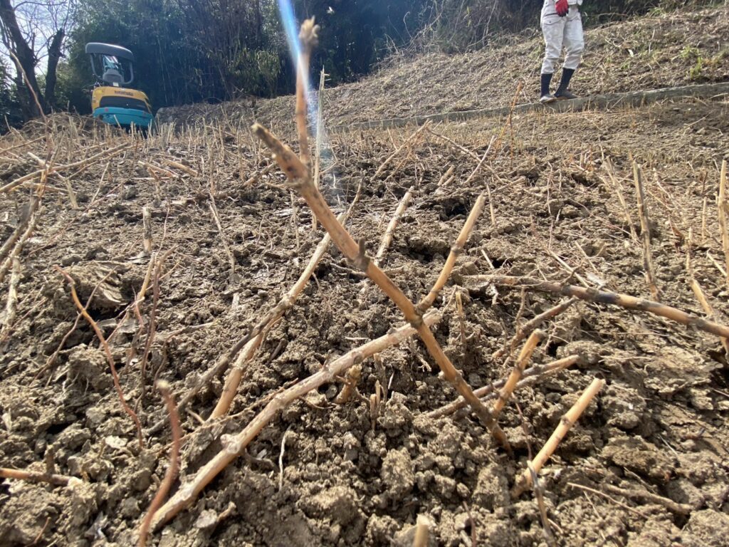 【多度津町Ｓ様所有地】雑草対策工事｜雑草撤去しスッキリ✨一面に張り放題の笹の根っこも撤去します (株)カインズガーデン