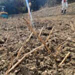 【多度津町Ｓ様所有地】雑草対策工事｜雑草撤去しスッキリ✨一面に張り放題の笹の根っこも撤去します (株)カインズガーデン