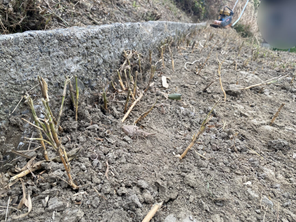 【多度津町Ｓ様所有地】雑草対策工事｜雑草撤去しスッキリ✨一面に張り放題の笹の根っこも撤去します (株)カインズガーデン