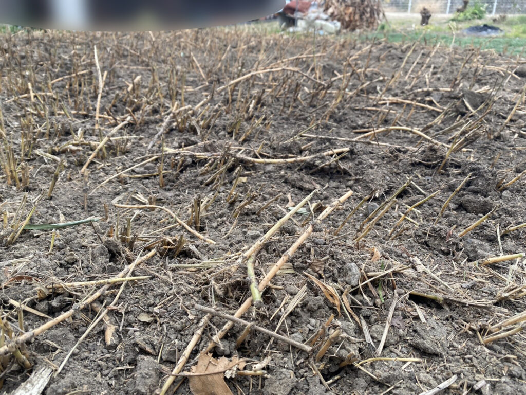 【多度津町Ｓ様所有地】雑草対策工事｜雑草撤去しスッキリ✨一面に張り放題の笹の根っこも撤去します (株)カインズガーデン