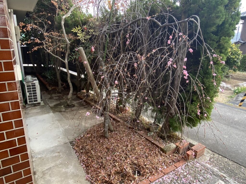 【高松市Ｋ様邸】庭じまい工事着工⛑｜生垣のカイヅカや花壇・庭木植栽撤去＆サイクルポート移設します (株)カインズガーデン