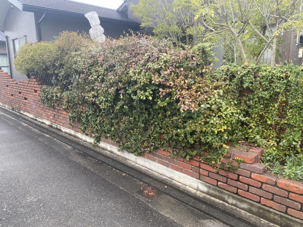 【三豊市Ｉ様邸】フェンス工事着工⛑｜レンガ壁に絡んだ植栽・既存ラティスの撤去から開始します (株)カインズガーデン｜香川県の庭仕舞い工事