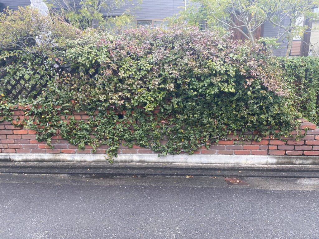 【三豊市Ｉ様邸】フェンス工事着工⛑｜レンガ壁に絡んだ植栽・既存ラティスの撤去から開始します (株)カインズガーデン｜香川県の庭仕舞い工事