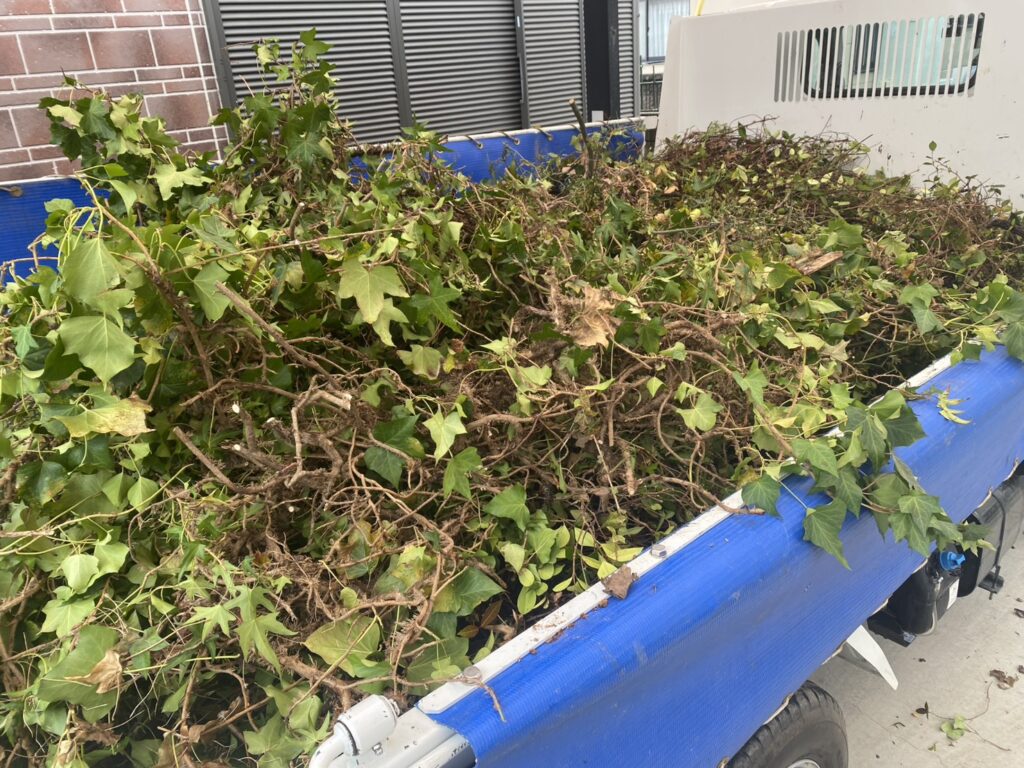 【三豊市Ｉ様邸】フェンス工事着工⛑｜レンガ壁に絡んだ植栽・既存ラティスの撤去から開始します (株)カインズガーデン｜香川県の庭仕舞い工事