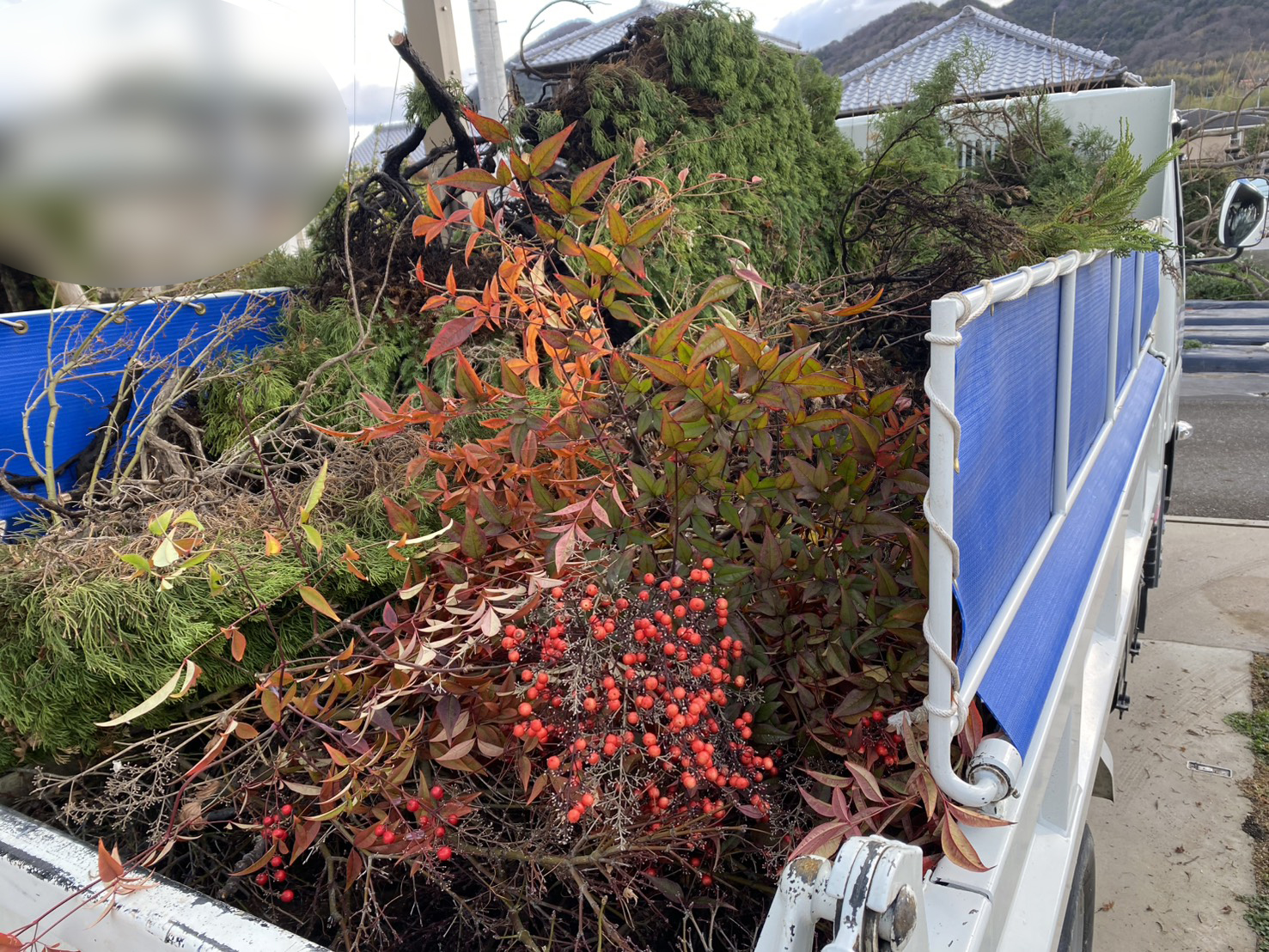 【高松市Ｋ様邸】庭仕舞い工事｜生垣や庭木の伐根・花壇や玄関アプローチをスッキリ撤去します！ (株)カインズガーデン