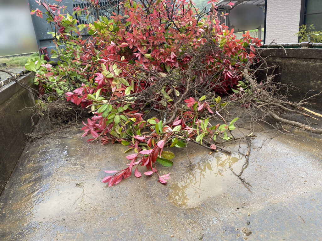 【まんのう町Ｓ様邸】垣根撤去＆目隠しフェンス設置工事着工⛑｜レッドロビンの垣根撤去と庭石移設完了 (株)カインズガーデン