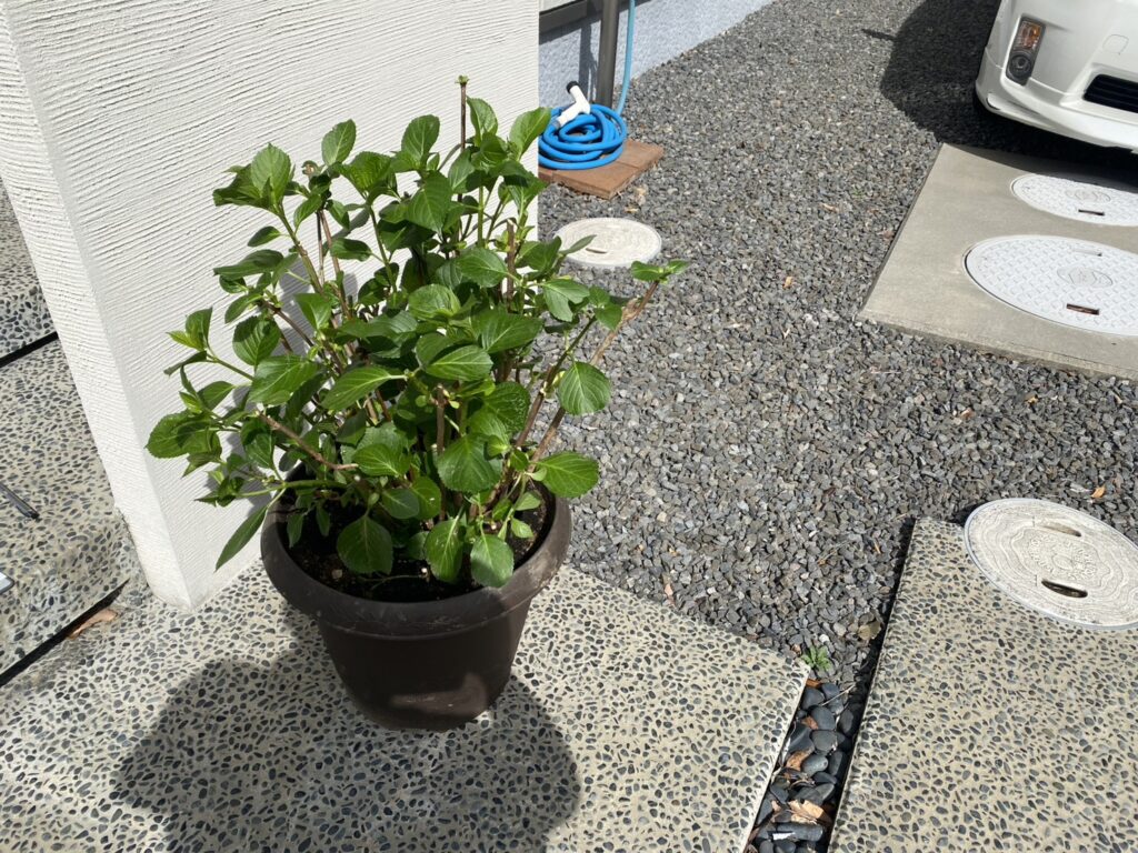 【多度津町Ｔ様邸】雑草対策＆駐車場工事着工⛑｜既存砂利撤去し駐車場のコンクリート打設準備をします (株)カインズガーデン