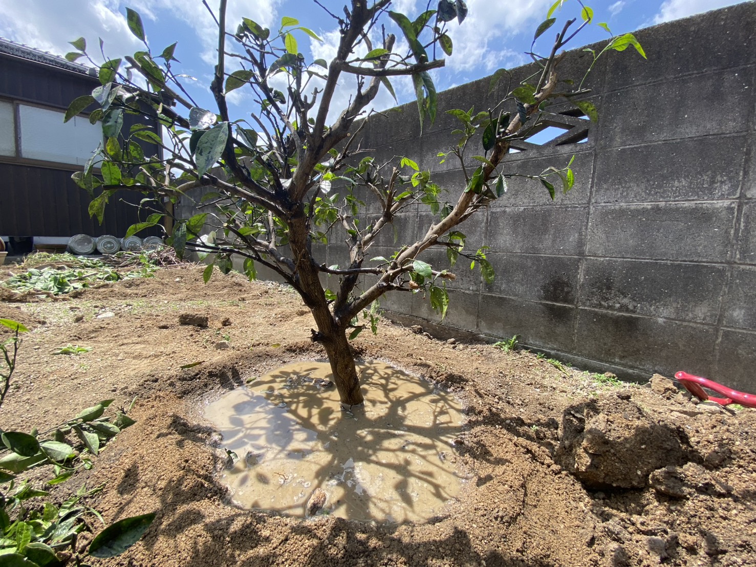 【多度津町Ｔ様邸】雑草対策＆駐車場工事着工⛑｜既存砂利撤去し駐車場のコンクリート打設準備をします (株)カインズガーデン