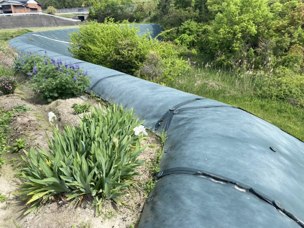 【綾川町Ｔ様邸】雑草対策工事｜田んぼ法面の防草シート（テープ劣化やイノシシが遊んだあと）修繕 (株)カインズガーデン