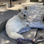 【三豊市Ａ様邸】サンルーム設置工事再開｜先にコンクリートを打設し、サンルーム設置は来週からです (株)カインズガーデン