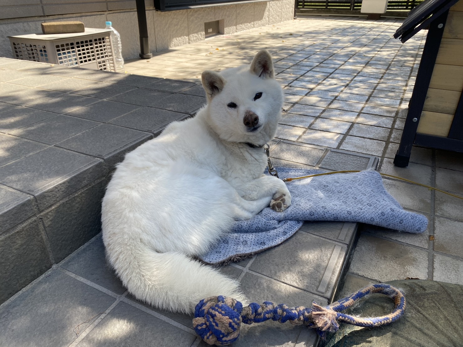 【三豊市Ａ様邸】サンルーム設置工事再開｜先にコンクリートを打設し、サンルーム設置は来週からです (株)カインズガーデン