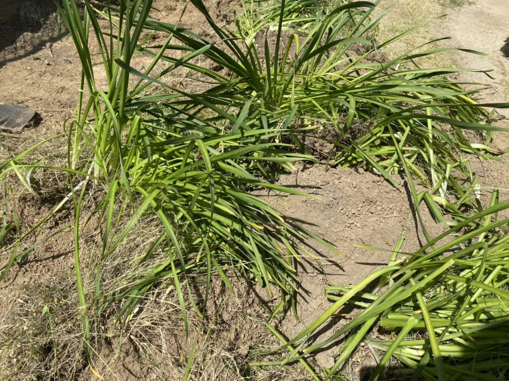 【坂出市Ｏ様邸】庭仕舞い工事着工⛑｜既存の手づくり納屋やテラス屋根撤去，水仙植え替えからスタート (株)カインズガーデン