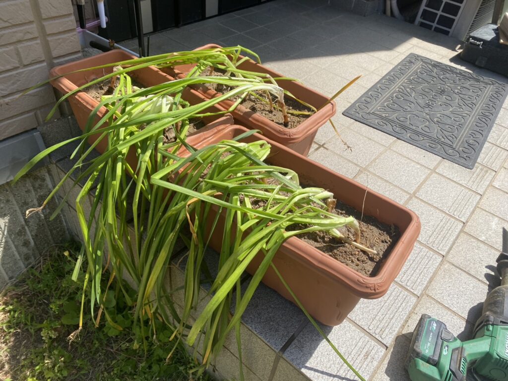 【坂出市Ｏ様邸】庭仕舞い工事着工⛑｜既存の手づくり納屋やテラス屋根撤去，水仙植え替えからスタート (株)カインズガーデン