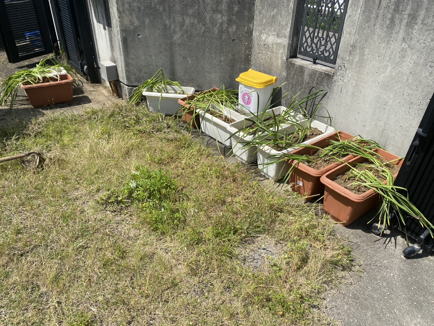 【坂出市Ｏ様邸】庭仕舞い工事着工⛑｜既存の手づくり納屋やテラス屋根撤去，水仙植え替えからスタート (株)カインズガーデン