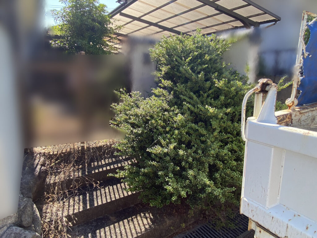 【綾川町Ｋ様邸】雑草対策＆庭仕舞い工事着工⛑｜門扉や玄関周りの庭木植栽撤去，お家周りの雑草撤去 (株)カインズガーデン
