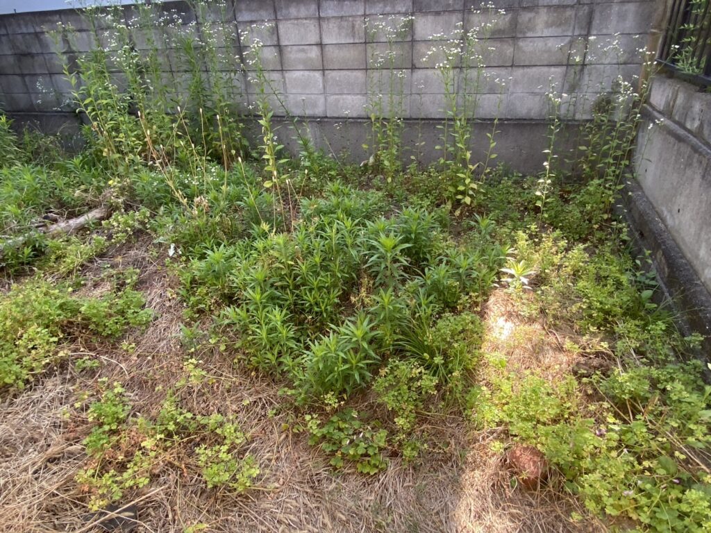 【綾川町Ｋ様邸】雑草対策＆庭仕舞い工事着工⛑｜門扉や玄関周りの庭木植栽撤去，お家周りの雑草撤去 (株)カインズガーデン
