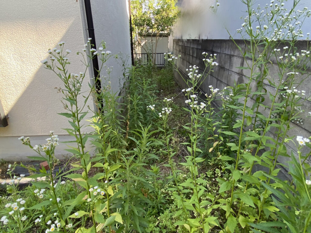 【綾川町Ｋ様邸】雑草対策＆庭仕舞い工事着工⛑｜門扉や玄関周りの庭木植栽撤去，お家周りの雑草撤去 (株)カインズガーデン