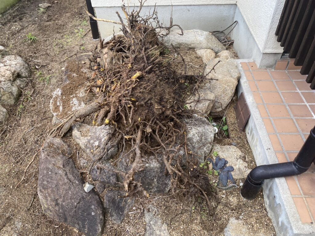 【綾川町Ｋ様邸】雑草対策＆庭仕舞い工事｜鋤取りをしながら、次々出てくる大きな根株も撤去します (株)カインズガーデン
