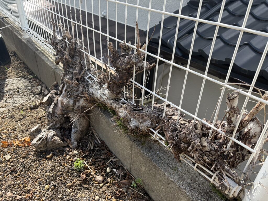 【綾川町Ｓ様邸】庭リフォーム工事着工⛑｜コンクリート面拡張＆隣の小屋前までコンクリートの道で繋げます (株)カインズガーデン
