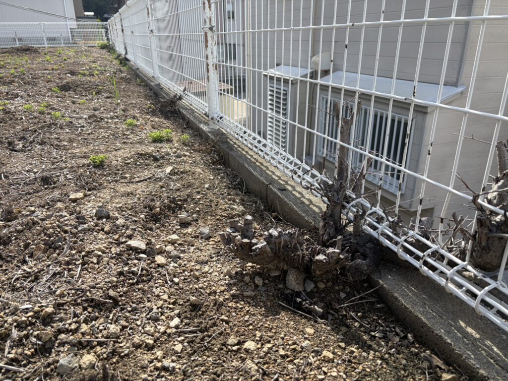 【綾川町Ｓ様邸】庭リフォーム工事着工⛑｜コンクリート面拡張＆隣の小屋前までコンクリートの道で繋げます (株)カインズガーデン