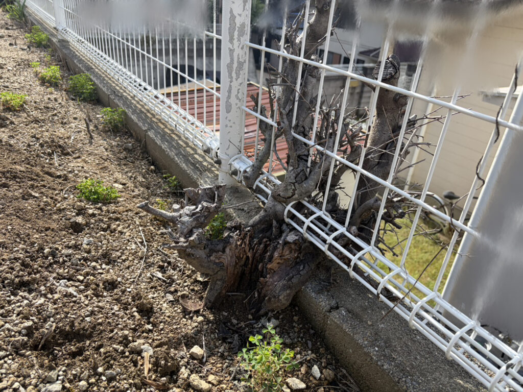 【綾川町Ｓ様邸】庭リフォーム工事着工⛑｜コンクリート面拡張＆隣の小屋前までコンクリートの道で繋げます (株)カインズガーデン