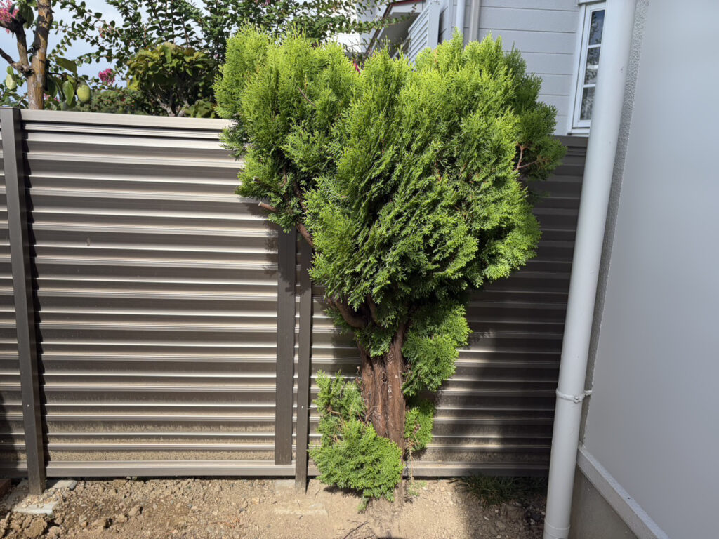 【綾川町Ｓ様邸】庭リフォーム工事着工⛑｜コンクリート面拡張＆隣の小屋前までコンクリートの道で繋げます (株)カインズガーデン