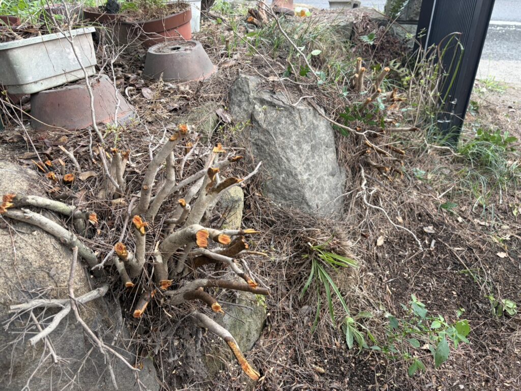 【高松市Ｈ様邸】庭仕舞い工事｜石垣上や道路沿いの生垣撤去完了！立派な門かぶり松も伐採完了 (株)カインズガーデン
