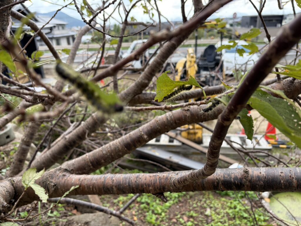 【高松市Ｈ様邸】庭仕舞い工事｜伐根で道路面スッキリ✨大きな木の伐採や池周りも綺麗にします (株)カインズガーデン