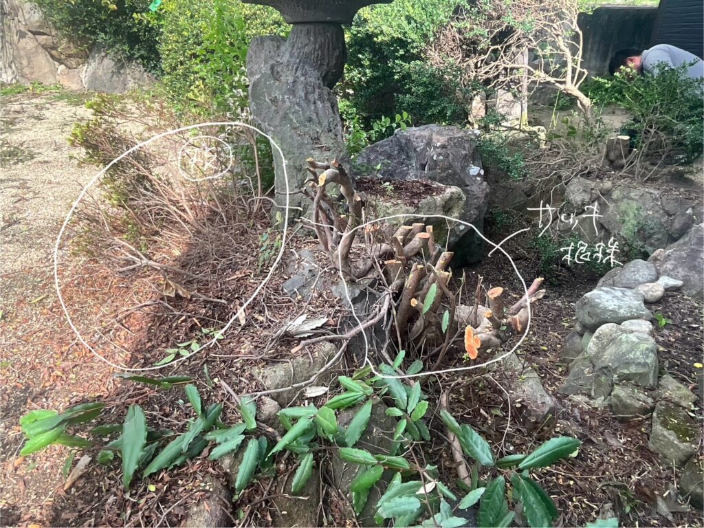 【高松市Ｈ様邸】庭仕舞い工事着工⛑｜生垣や庭木撤去し、駐車場・目隠しフェンスや雑草対策をします (株)カインズガーデン
