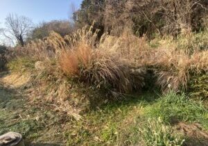 【多度津町Ｓ様所有地】雑草対策工事着工⛑｜伸びた雑草を撤去しスッキリにします (株)カインズガーデン｜香川県の庭仕舞い工事