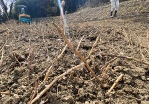 【多度津町Ｓ様所有地】雑草対策工事｜雑草撤去しスッキリ✨一面に張り放題の笹の根っこも撤去します (株)カインズガーデン