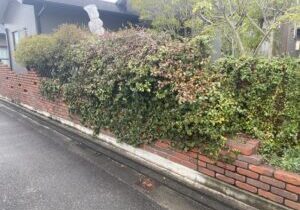【三豊市Ｉ様邸】フェンス工事着工⛑｜レンガ壁に絡んだ植栽・既存ラティスの撤去から開始します (株)カインズガーデン｜香川県の庭仕舞い工事