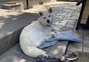 【三豊市Ａ様邸】サンルーム設置工事再開｜先にコンクリートを打設し、サンルーム設置は来週からです (株)カインズガーデン